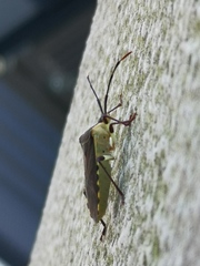 Plinachtus bicoloripes