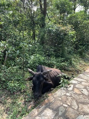 Bos