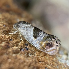 Eupselia beatella