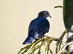 Ducula aenea