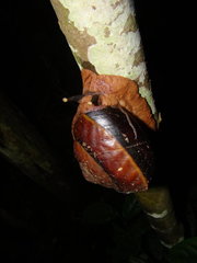 Exrhysota brookei
