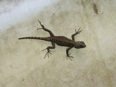 Sceloporus taeniocnemis