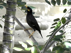Acridotheres tristis