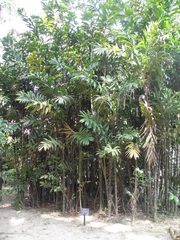 Bactris maraja