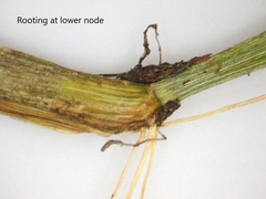 Torreyochloa pallida