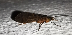 Limnephilus sparsus
