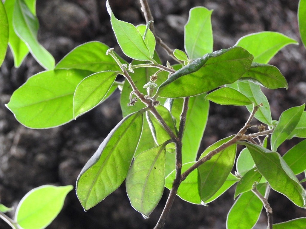 Daphnopsis selerorum