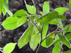 Daphnopsis selerorum