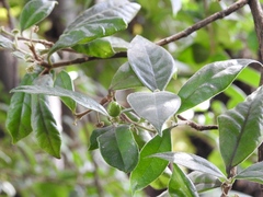 Daphnopsis selerorum