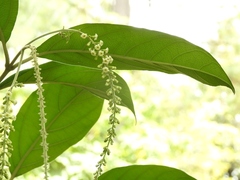 Citharexylum mocinoi