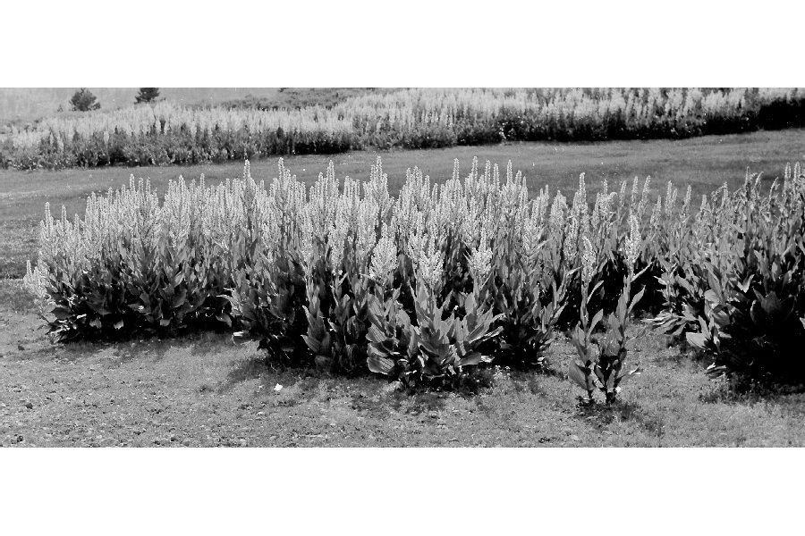 corn lily ((Most) Wildflowers of Sagehen Creek Basin, CA) · iNaturalist