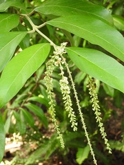 Citharexylum mocinoi
