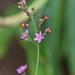 Talinum paniculatum - Photo (c) CORDENOS Thierry, μερικά δικαιώματα διατηρούνται (CC BY-NC), uploaded by CORDENOS Thierry