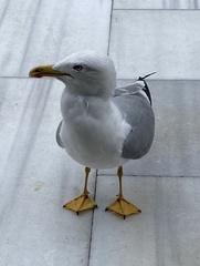 Larus michahellis