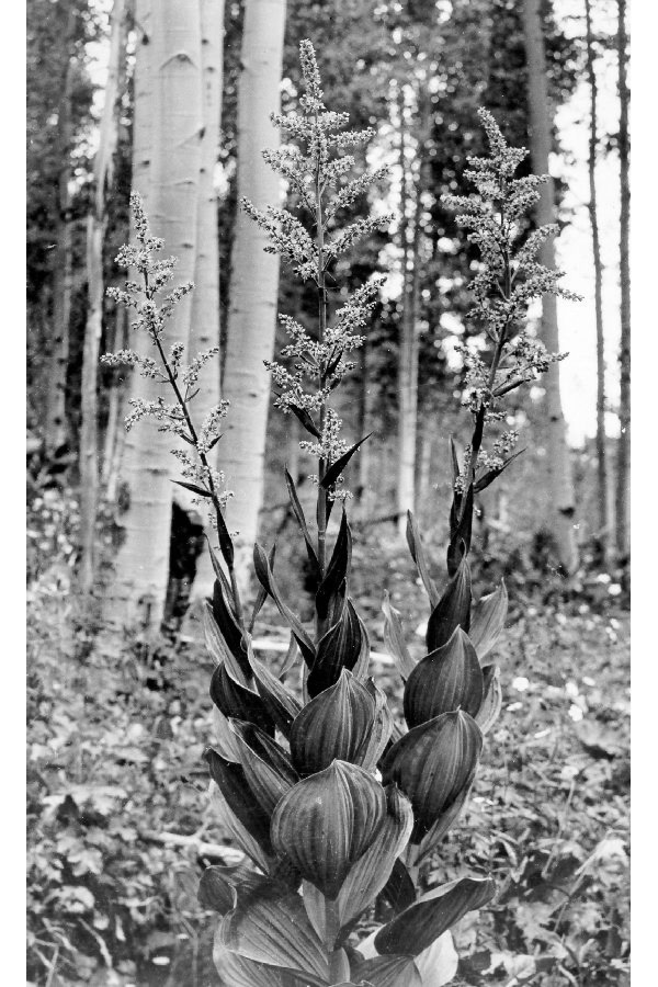 corn lily ((Most) Wildflowers of Sagehen Creek Basin, CA) · iNaturalist