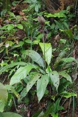 Tacca integrifolia