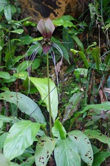 Tacca integrifolia