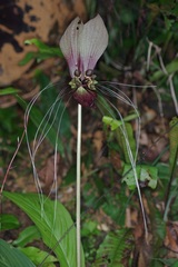Tacca integrifolia