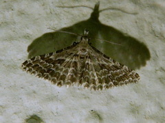 Alucita grammodactyla