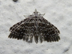 Alucita grammodactyla