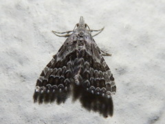 Alucita grammodactyla