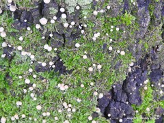 Phloeomana alba