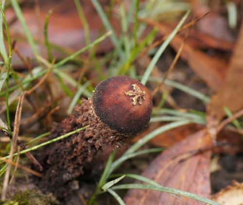 Calostoma fuscum