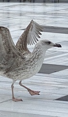 Larus michahellis
