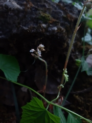 Cheirostylis parvifolia
