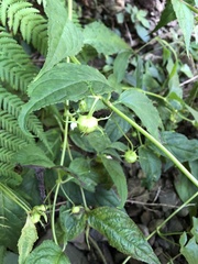 Cyclocodon lancifolius