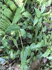 Cyclocodon lancifolius