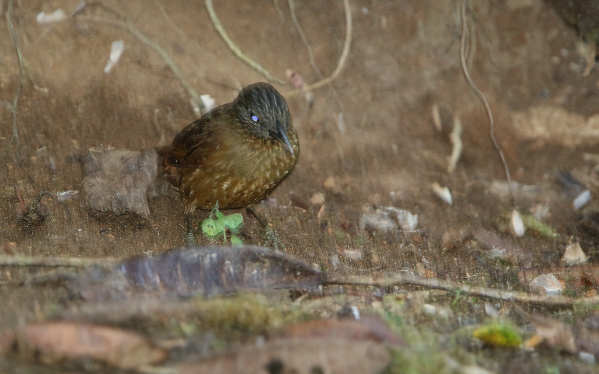 Streak-capped Treehunter (Thripadectes virgaticeps), photo 1