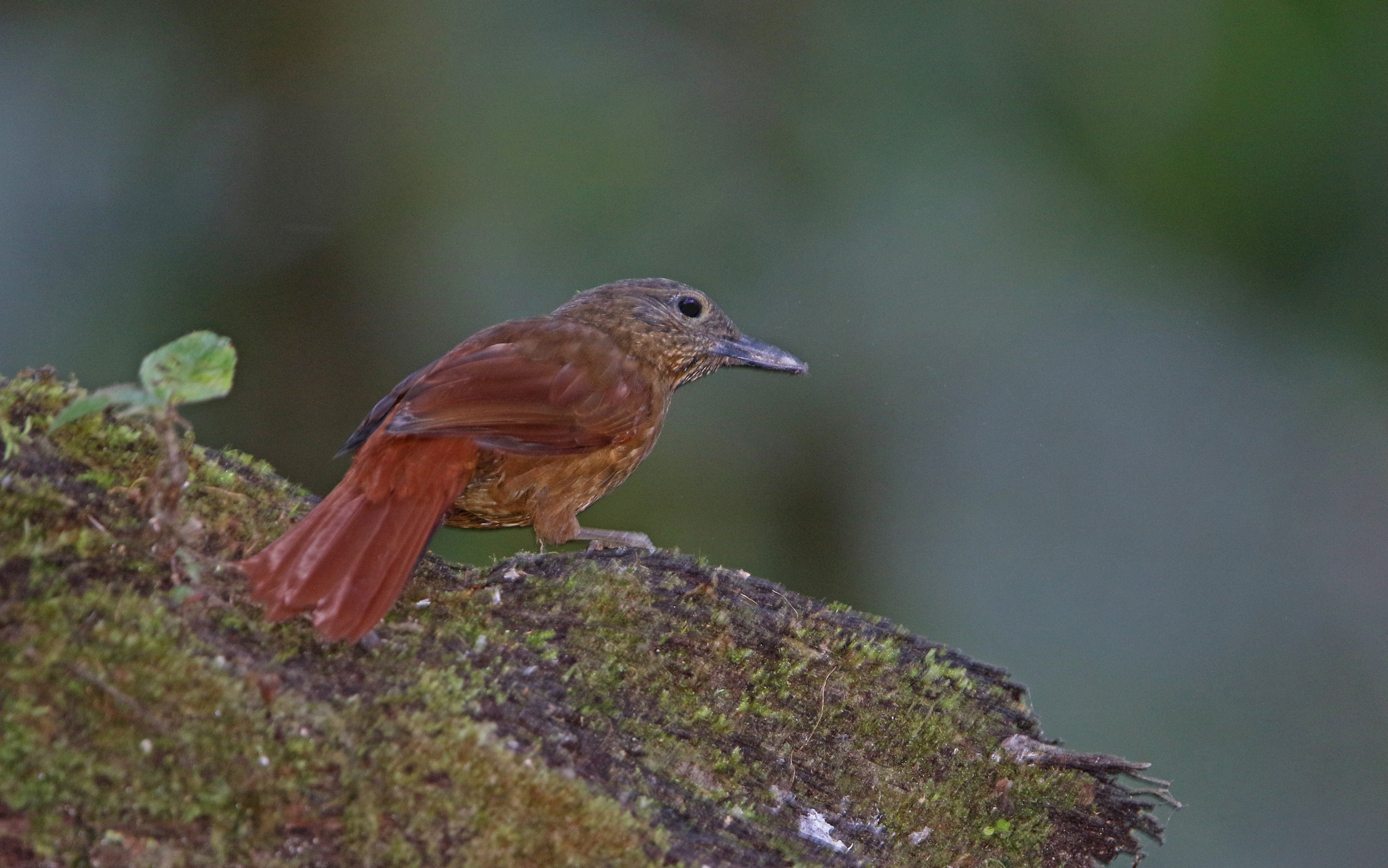 Streak-capped Treehunter (Thripadectes virgaticeps), photo 2