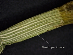 Torreyochloa pallida