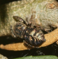 Simaethina