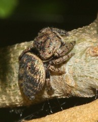 Simaethina