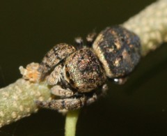 Simaethina