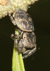 Simaethina