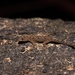 Ajija's Round-eyed Gecko - Photo (c) Aditya Gadkari, some rights reserved (CC BY-NC), uploaded by Aditya Gadkari