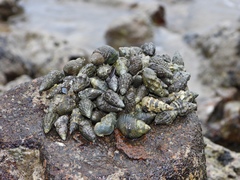 Batillaria zonalis