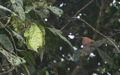 Cranioleuca erythrops