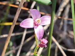 Boronia dichotoma