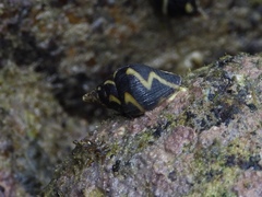 Pictocolumbella ocellata