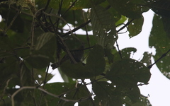 Chlorospingus flavigularis