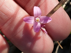 Boronia dichotoma