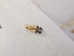 Tephritis divisa