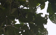 Chlorospingus flavigularis