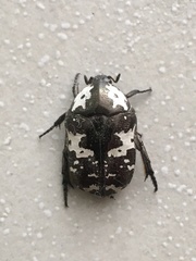 Protaetia aurichalcea