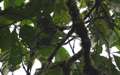 Chlorospingus flavigularis