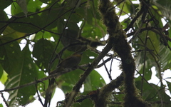 Chlorospingus flavigularis